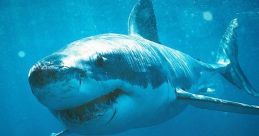Shark Week