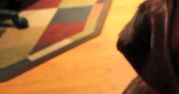 Ultimate Dog Tease