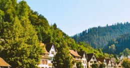 When you walk among the black forest When you walk among the black forest, the first that envelops you is the gentle