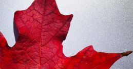 Maple Leaf
