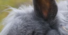 Uncool Rabbit