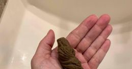 Realistic POOPING