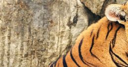 Tiger Funnies