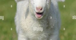 Lamb Bleats 1 The air is filled with the harmonic melody of Lamb Bleats 1. The of gentle bleating fill the atmosphere,
