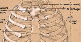 What manner of ribcage is this anyways?