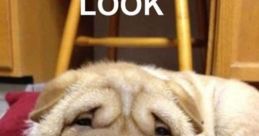 FUnny Laughhhh
