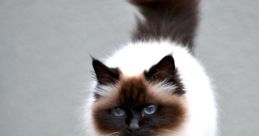 Birman potente