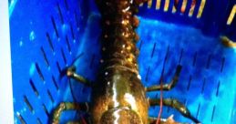 LIB lobster