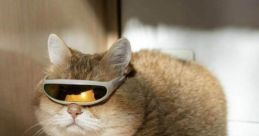 They see me rollin danut seles