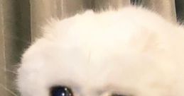 Sad Meow