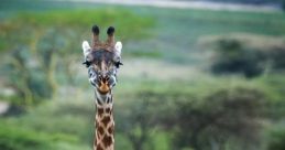 Giraffe in my loft The first you may hear in relation to a "Giraffe in my loft" is the distinct clip-clop of its hooves