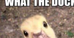 Yes DUCK Yes DUCK. The first is a playful and enthusiastic affirmation followed by the distinctive quack of a duck. The
