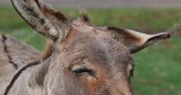 Burro ou demente?