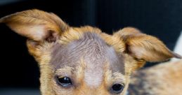 Eh rooie hond kale
