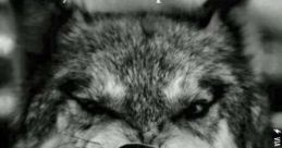 Wolf enough!!!