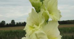 #2-FlorAtLaur
