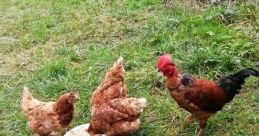Mon Coq 2