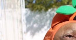 Funny Pet Videos