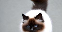 Birman fuerte
