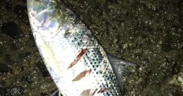 にぽ雑魚釣り