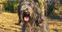 Toko-Bergamasco The unique of the Toko Bergamasco breed are a symphony of barks, howls, and growls that echo through the