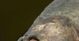 Aquela piranha Aquela piranha. The phrase rolls off the tongue with a mix of danger and intrigue, much like the creature