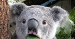 Koalafication