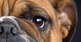 Bulldog