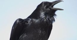 Raven - Alone Call Repetitive
