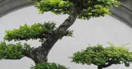 Bonsai - Tá vendendo Koda?