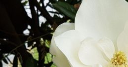 Magnolia