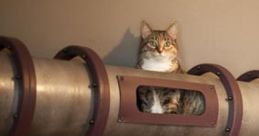 Cat Tuber