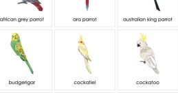 Parrot translate