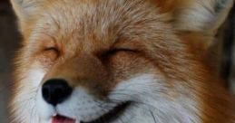 Crazy Laughing Fox