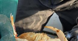 Mother crab