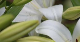 Lilies of the Field