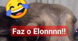 FAZ O ELONNN LML