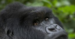 Gorillas