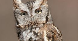 Owls