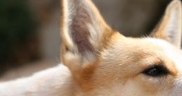 Dogs Bark