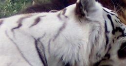 Big Cat Rescue