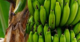 Unripe Bananas