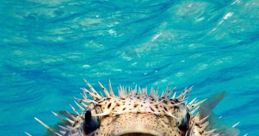 Pupperfish