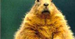 Groundhog's Day