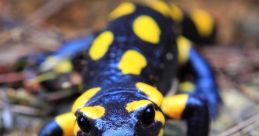 La salamandra