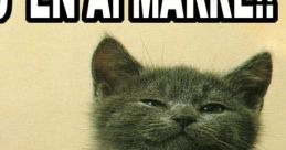 MARRE MARRE