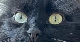 Maxwell Cat Theme Song
