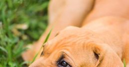 Brazilian Dog
