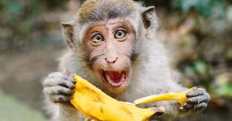 Funny monkey eating seekh kebabs