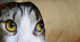 Cat Videos
